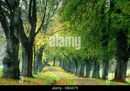 Avenue, limewood, svevo, Germania Foto Stock