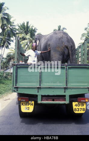 SRI LANKA Nuwara Eliya trasporto di elefante Foto Stock