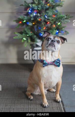 Bugg cane (incroci Boston Terrier e Pug) con il filtro bow tie davanti dell albero di Natale Foto Stock