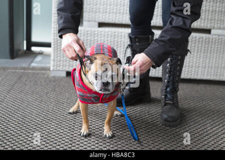 Donna che mette colletto, guinzaglio e cappotto sul suo cane per prepararsi a uscire per una passeggiata in tempo freddo (Bugg cane, croce tra Boston Terrier e Pug) Foto Stock