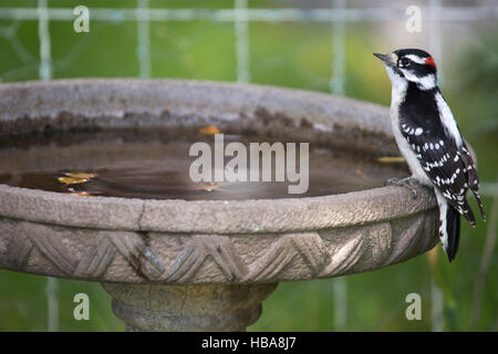 Picchio di legno di Downy maschio arroccato su bagno di uccello in giardino domestico in estate (Dryobates pubescens) Foto Stock