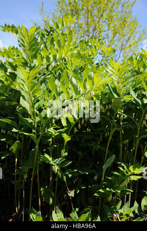 Polygonatum odoratum profumati e guarnizione delle Salomone Foto Stock