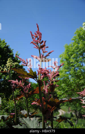 Rheum palmatum, Rabarbaro cinese Foto Stock