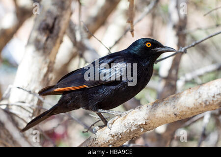 Solo pale-winged Starling, Namibia Foto Stock