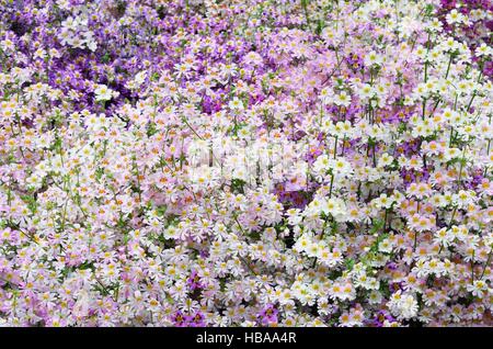 Uomo povero orchidee in viola e bianco Foto Stock