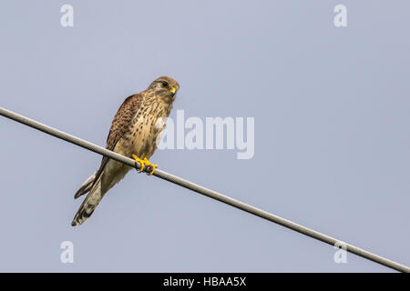 Krestel comune (Falco tinnunculus) Foto Stock