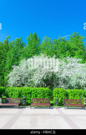 Apple tree blossoms Foto Stock