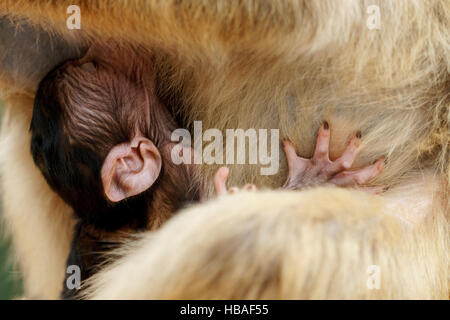 Ritratto di barbary macaque lattante come Lei afferra la madre a mantenere cada Foto Stock