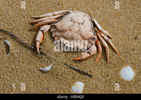 Granchio di mare morto lavato fino sulla spiaggia. Foto Stock