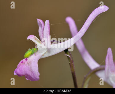 In Troodos Orchid - Orchis troodi endemica Cipro Orchidea di foreste di pino Foto Stock