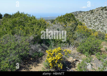 Garrigue habitat Smigies sopra con vista sulla costa occidentale della penisola Akamans, Cipro Callicotome - Calycotome villosa Foto Stock