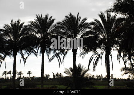 Alberi di palma. Foto Stock