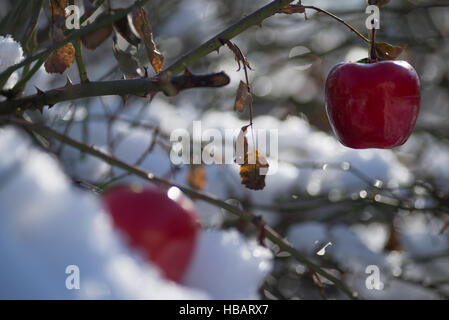 Due mele rosse baubles appesi splende la coperta di neve albero, sfondo sfocato. Decorazione di natale Foto Stock