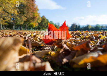 Foglie di autunno a copertura di erba, uno profondamente foglie colorate incandescente sotto il sole Foto Stock