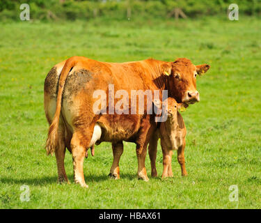 Limousin vacca nutrice e il suo vitello Foto Stock