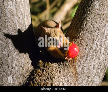 Il giovane Australiano Brushtail possum in una struttura ad albero Foto Stock