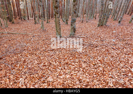 Paesaggio autunnale con la foresta di faggio senza foglie in Spagna. Posizione orizzontale Foto Stock