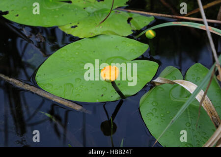 Giallo pond lily, nuphar lutea Foto Stock