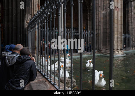 Oche bianco stagno al chiostro della cattedrale di Barcellona in Catalogna, Spagna Foto Stock