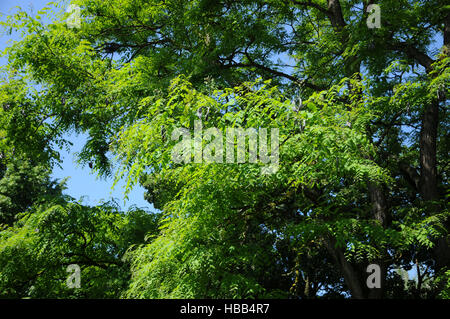 Gymnocladus dioicus, Kentucky coffetree Foto Stock