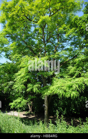 Gymnocladus dioicus, Kentucky coffetree Foto Stock