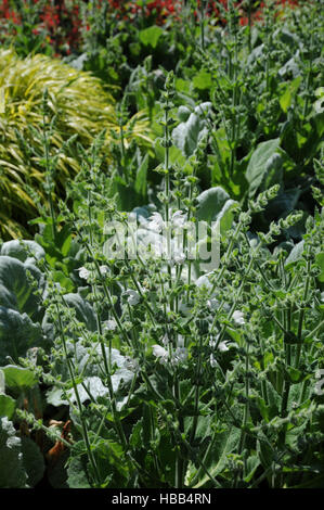 Salvia argentea, Silver sage Foto Stock