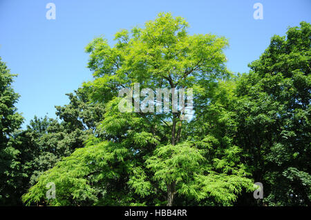 Gymnocladus dioicus, Kentucky coffetree Foto Stock