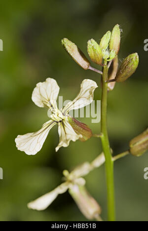 Rucola Eruca sativa Foto Stock