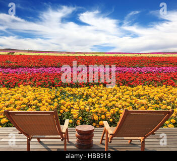 Due chaise longue a Campo dei Fiori Foto Stock