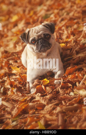 Pug in autunno rosso Foto Stock