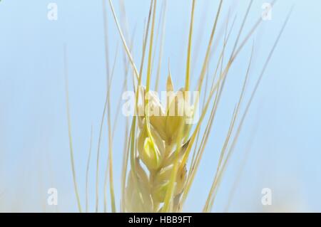 Orecchio di frumento Orzo Foto Stock
