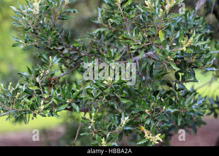 Leccio, Quercus ilex Fordii Foto Stock