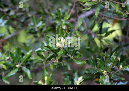 Leccio, Quercus ilex Fordii Foto Stock