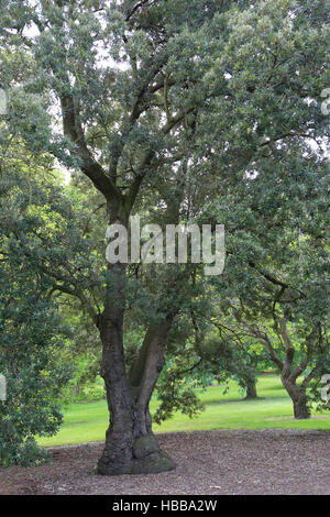 Leccio, Quercus ilex Fordii Foto Stock