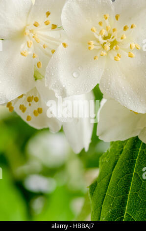 Blooming jasmine bush, close-up Foto Stock
