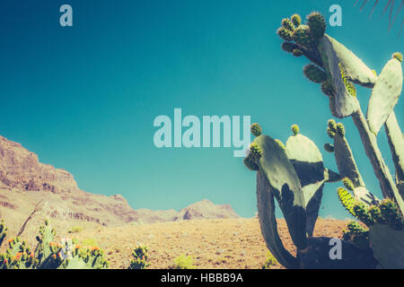 Grandi cactus con le montagne di Gran Canaria in background, Spagna Foto Stock