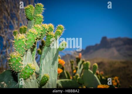 Grandi cactus con le montagne di Gran Canaria in background, Spagna Foto Stock