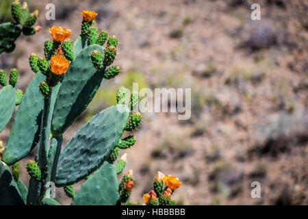 Grandi cactus con le montagne di Gran Canaria in background, Spagna Foto Stock