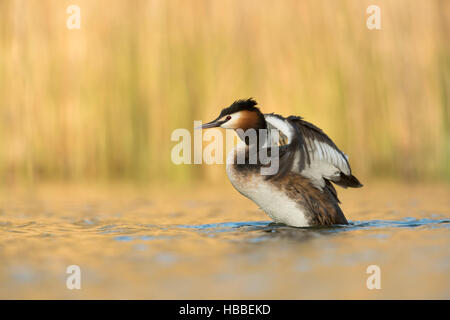 Svasso maggiore / Haubentaucher ( Podiceps cristatus ) in abito di allevamento, stretching, battere con le sue ali, in primo luogo la luce del mattino. Foto Stock