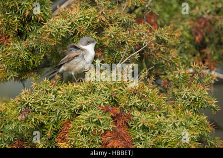 Lesser Whitethroat / Klappergrasmücke ( Sylvia curruca ), uccello maschio, seduti sui rami in un arbusto genister, nel tipico ambiente. Foto Stock