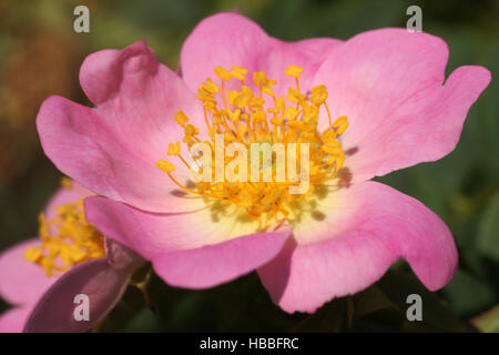 Rosa canina, Rosa canina Foto Stock