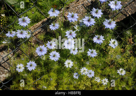 Nigella damascena, amore in una nebbia Foto Stock