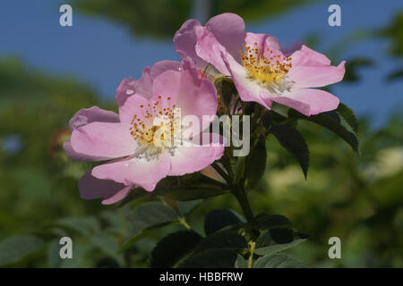 Rosa canina, Rosa canina Foto Stock