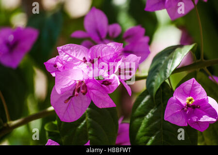 Bouganville fiore viola closeup Foto Stock