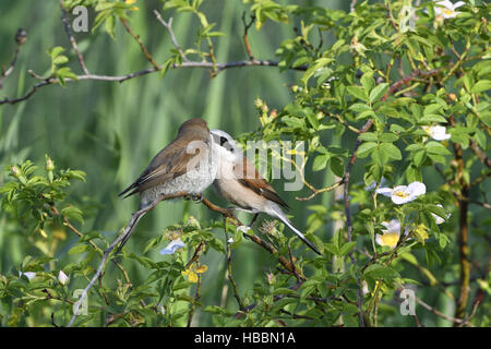 Red backed shrike Foto Stock