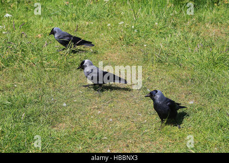 Dohlen, Jackdaws, Corvus monedula Foto Stock