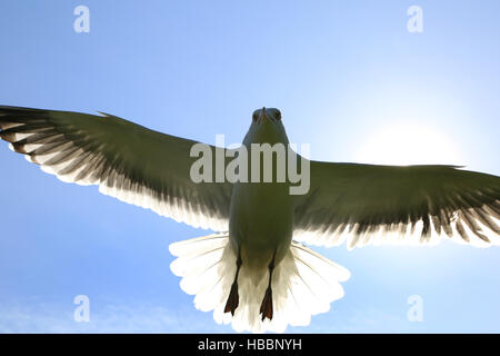 Aringa gabbiano, Larus argentatus Foto Stock