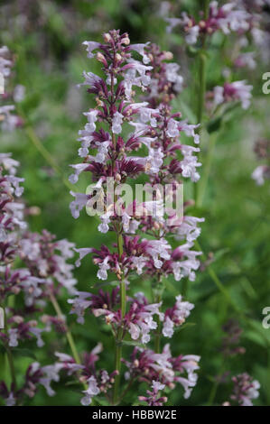 Stachys officinalis rosea, Woundwort Foto Stock