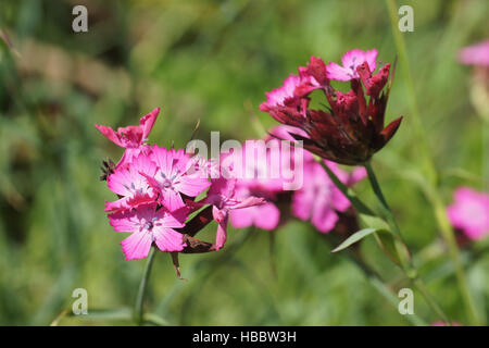 Dianthus carthusianorum, rosa Certosino Foto Stock