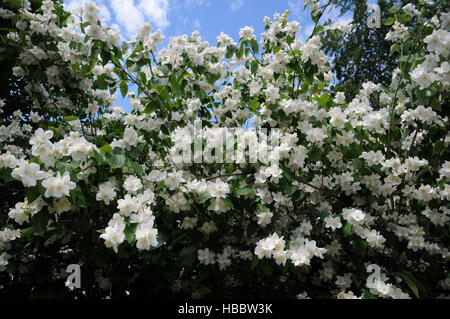 Filadelfo coronarius, dolce mock-arancione Foto Stock